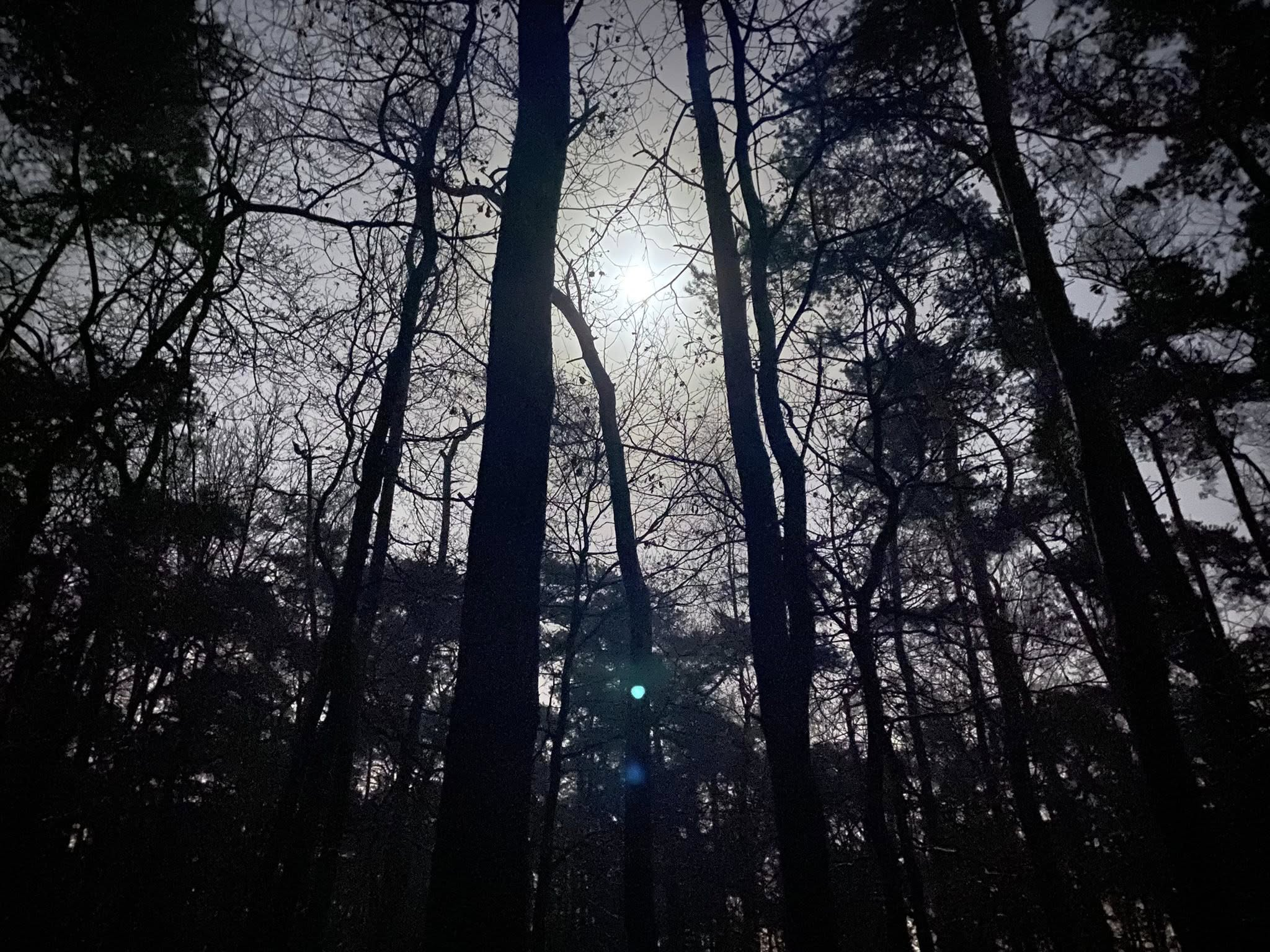 Bos in maanlicht